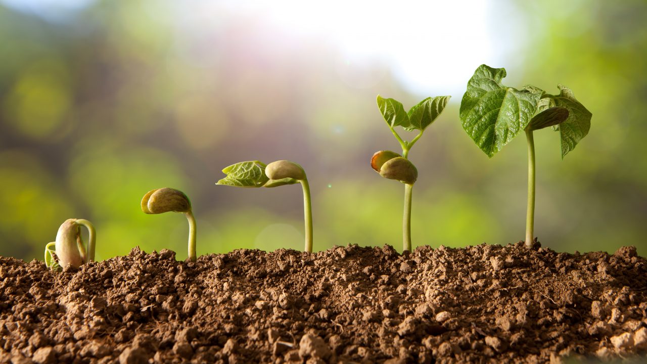 Seedlings-Growing-AdobeStock-L.jpeg